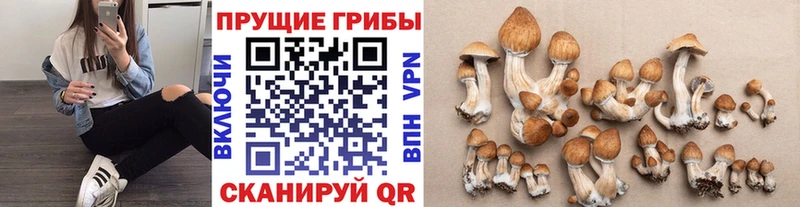 blacksprut ссылка  Балашиха  Галлюциногенные грибы Cubensis  купить  цена 